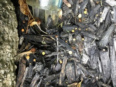 Vibrissea truncorum