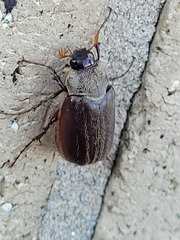 Phyllophaga hirticula