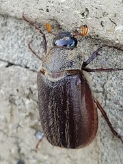 Phyllophaga hirticula