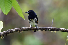 Capito maculicoronatus