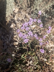 Limonium minutum
