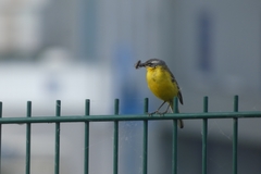 Motacilla flava flava