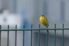 Motacilla flava flava