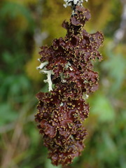 Pseudocyphellaria holarctica