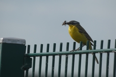 Motacilla flava flava