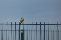 Motacilla flava flava