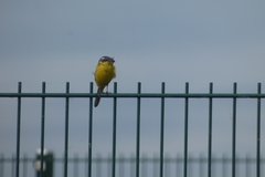 Motacilla flava flava