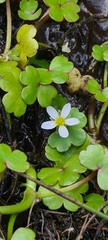 Ranunculus omiophyllus