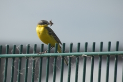 Motacilla flava flava