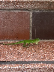 Iguana iguana