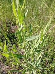 Chondrilla latifolia