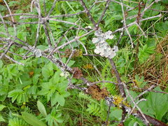 Pseudocyphellaria citrina