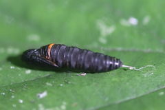 Tortrix viridana