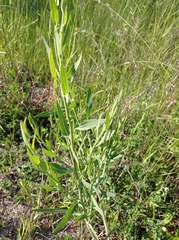 Chondrilla latifolia