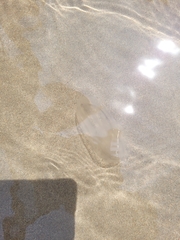 Bolinopsis infundibulum