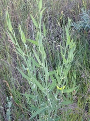 Chondrilla latifolia
