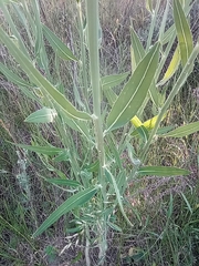 Chondrilla latifolia