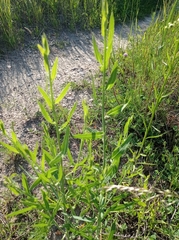 Chondrilla latifolia