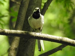 Motacilla alba