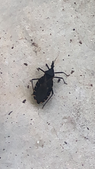Triatoma gerstaeckeri