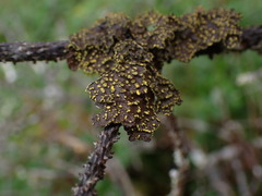 Pseudocyphellaria citrina