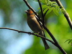 Fringilla coelebs