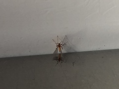 Nematocera