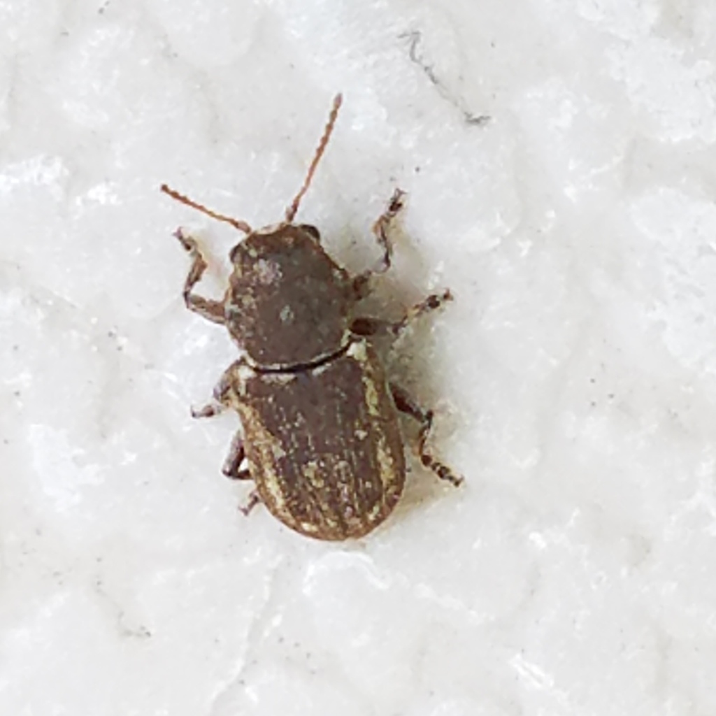 Myochrous squamosus