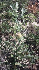 Asclepias arenaria