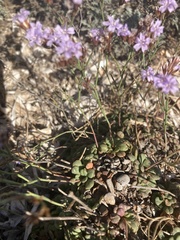 Limonium minutum