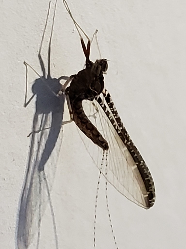 Cloeon smaeleni