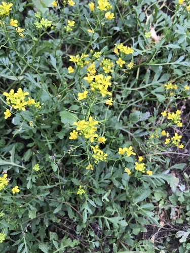 Rorippa sylvestris iNat (2)