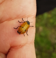 Clytra quadripunctata