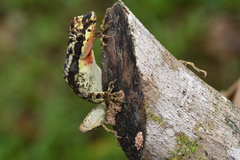 Anolis lyra