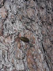 Buprestis aurulenta