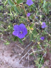 Ruellia californica