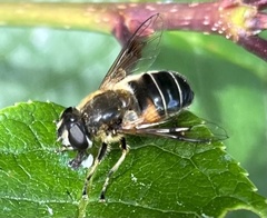 Eristalis obscura