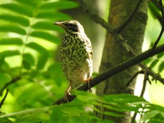 Turdus iliacus