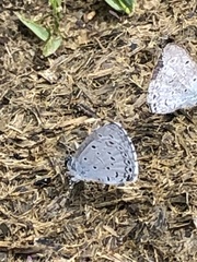 Celastrina lavendularis