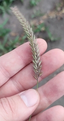Hordeum brevisubulatum