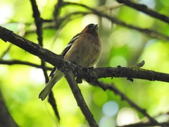 Fringilla coelebs