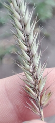 Hordeum brevisubulatum