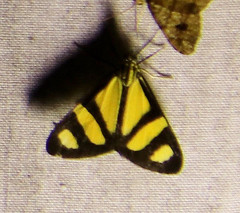 Phaeochlaena solilucis