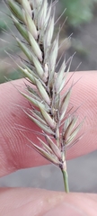 Hordeum brevisubulatum