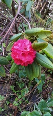 Rhododendron barbatum