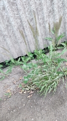 Hordeum brevisubulatum