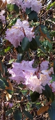 Rhododendron campanulatum