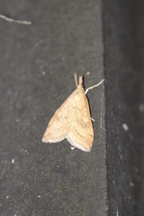 Udea profundalis
