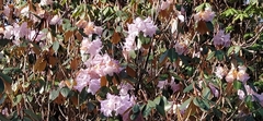 Rhododendron campanulatum
