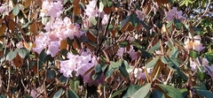 Rhododendron campanulatum